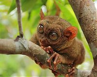 Fauna & Flora: philippine tarsier