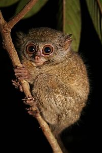 TopRq.com search results: philippine tarsier