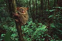 TopRq.com search results: philippine tarsier