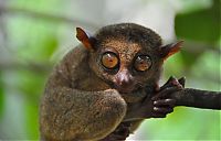 TopRq.com search results: philippine tarsier