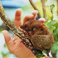 Fauna & Flora: philippine tarsier