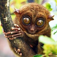 Fauna & Flora: philippine tarsier