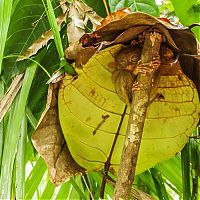 Fauna & Flora: philippine tarsier