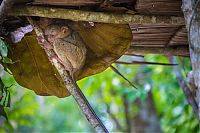 Fauna & Flora: philippine tarsier