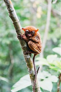 Fauna & Flora: philippine tarsier