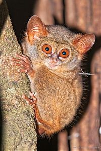 Fauna & Flora: philippine tarsier