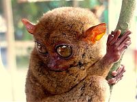 Fauna & Flora: philippine tarsier