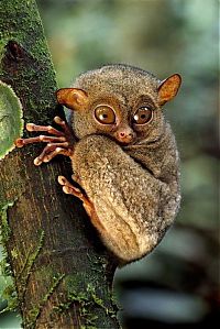 TopRq.com search results: philippine tarsier