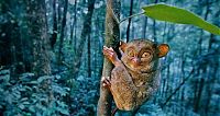 Fauna & Flora: philippine tarsier