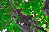 Fauna & Flora: philippine tarsier