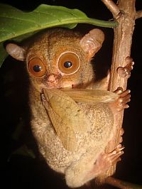 Fauna & Flora: philippine tarsier