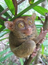 TopRq.com search results: philippine tarsier