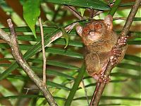 TopRq.com search results: philippine tarsier