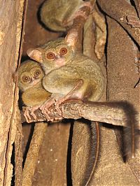 Fauna & Flora: philippine tarsier