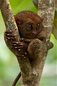 Fauna & Flora: philippine tarsier