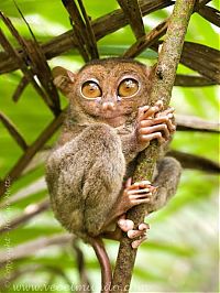 Fauna & Flora: philippine tarsier