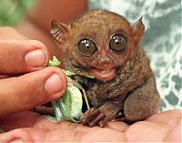 Fauna & Flora: philippine tarsier
