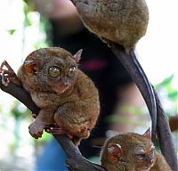 Fauna & Flora: philippine tarsier