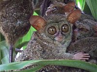 Fauna & Flora: philippine tarsier