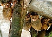 TopRq.com search results: philippine tarsier