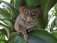 TopRq.com search results: philippine tarsier