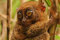 TopRq.com search results: philippine tarsier