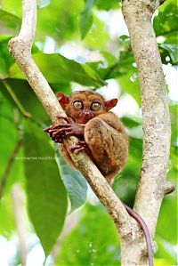 Fauna & Flora: philippine tarsier