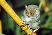 Fauna & Flora: philippine tarsier