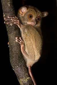 Fauna & Flora: philippine tarsier