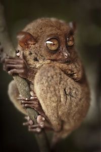 TopRq.com search results: philippine tarsier