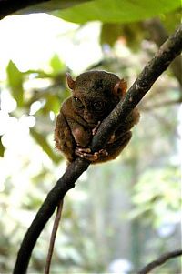 Fauna & Flora: philippine tarsier