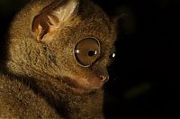 Fauna & Flora: philippine tarsier