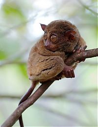 Fauna & Flora: philippine tarsier