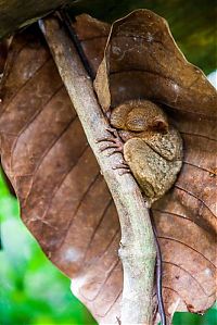 Fauna & Flora: philippine tarsier