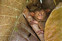 Fauna & Flora: philippine tarsier