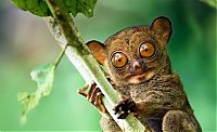 TopRq.com search results: philippine tarsier