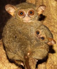 Fauna & Flora: philippine tarsier