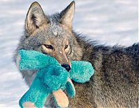 Fauna & Flora: wild coyote with a toy