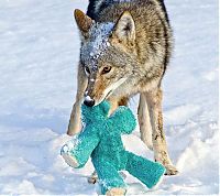 Fauna & Flora: wild coyote with a toy