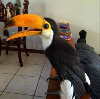 baby toucan