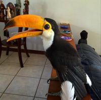 TopRq.com search results: baby toucan