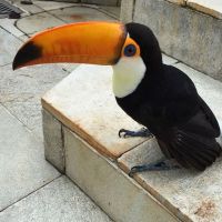 TopRq.com search results: baby toucan