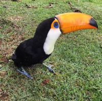 TopRq.com search results: baby toucan