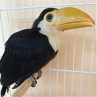 Fauna & Flora: baby toucan