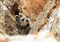 Fauna & Flora: Ili pika rabbit