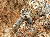 TopRq.com search results: Ili pika rabbit