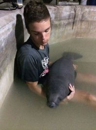 TopRq.com search results: manatee sea cow rescue