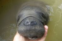 Fauna & Flora: manatee sea cow rescue