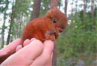 TopRq.com search results: arttu, squirrel pet