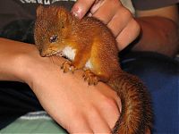 Fauna & Flora: arttu, squirrel pet